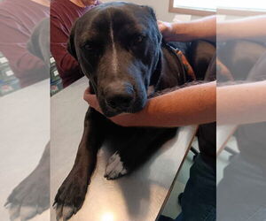 Labrador Retriever-Unknown Mix Dogs for adoption in FRAMINGHAM, MA, USA