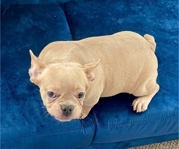 Medium Photo #6 French Bulldog Puppy For Sale in TALLAHASSEE, FL, USA