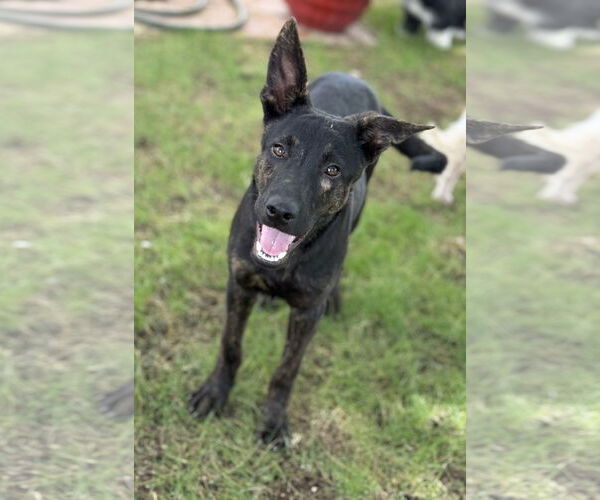 Medium Photo #2 Holland Shepherd-Unknown Mix Puppy For Sale in Phoenix, AZ, USA