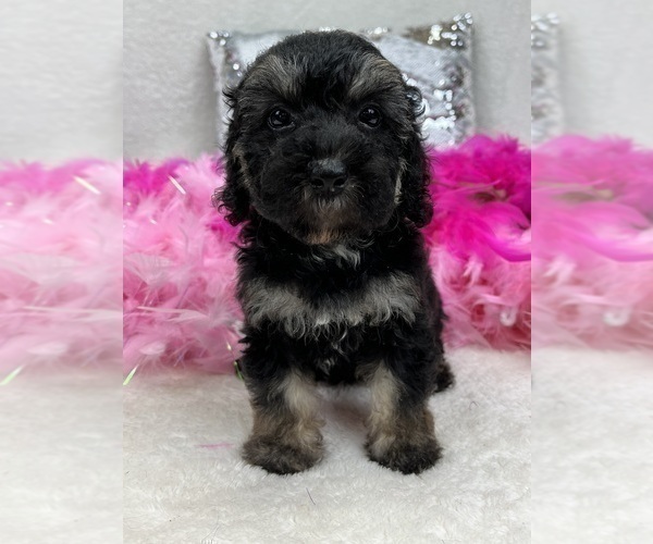 Medium Photo #6 Miniature Bernedoodle Puppy For Sale in BULLARD, TX, USA