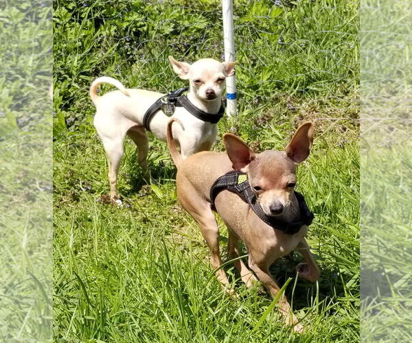 Medium Photo #17 Chihuahua Puppy For Sale in Oakhurst, NJ, USA