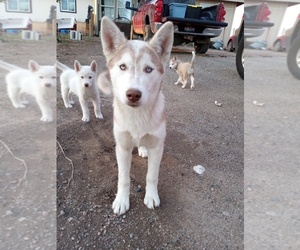 Siberian Husky Puppy for sale in RIDDLE, ID, USA
