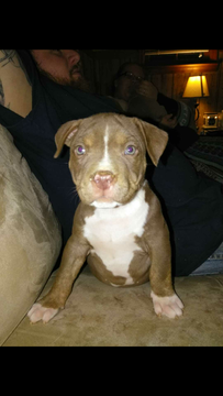 Medium Photo #1 American Pit Bull Terrier Puppy For Sale in ZEBULON, GA, USA