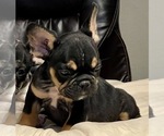 Small Photo #67 French Bulldog Puppy For Sale in ORLANDO, FL, USA