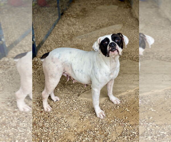 Medium Photo #1 Boxer Puppy For Sale in Austin, TX, USA