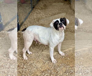 Boxer Dogs for adoption in Austin, TX, USA