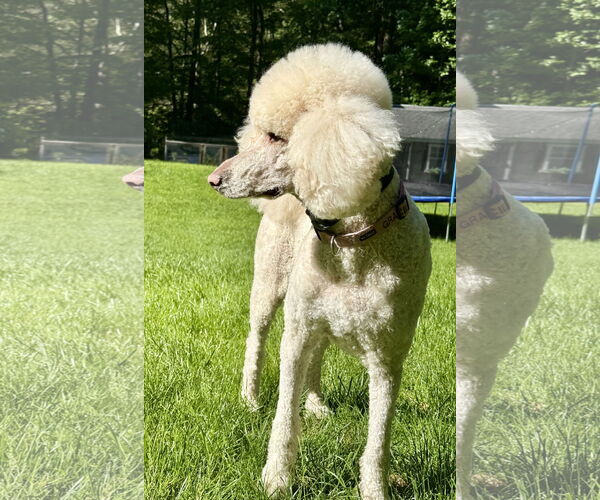 Medium Photo #2 Poodle (Standard) Puppy For Sale in Doylestown, PA, USA