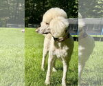 Small #1 Poodle (Standard)