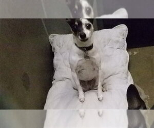 Chihuahua-Unknown Mix Dogs for adoption in Oroville, CA, USA