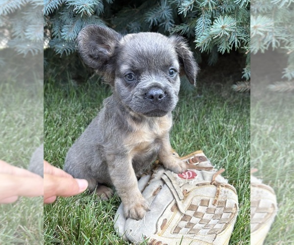 Medium Photo #4 French Bulldog Puppy For Sale in MIDDLEBURY, IN, USA