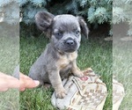Small #3 French Bulldog