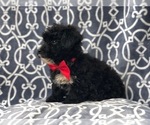 Small Photo #4 Morkie-Poodle (Miniature) Mix Puppy For Sale in LAKELAND, FL, USA