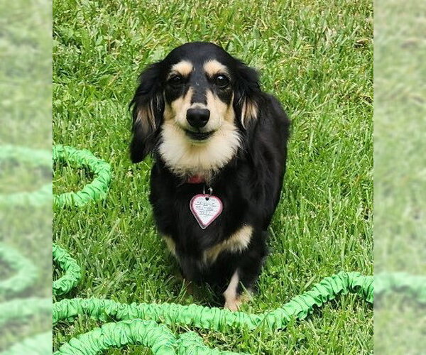Medium Photo #5 Dachshund Puppy For Sale in Shelbyville, TN, USA