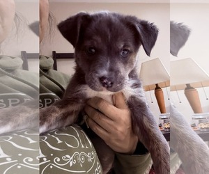 Mutt Dogs for adoption in Plainfield, IL, USA