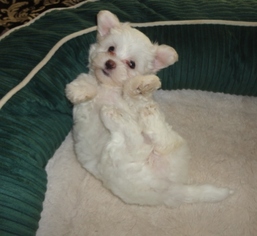 Maltese Puppy for sale in JACKSON, KY, USA