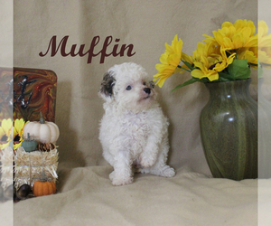 Poodle (Toy) Puppy for sale in CHANUTE, KS, USA