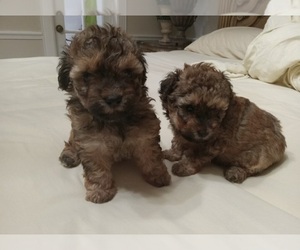 Poodle (Miniature) Puppy for sale in HIALEAH, FL, USA
