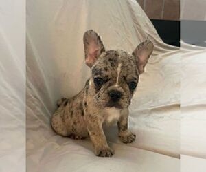 French Bulldog Puppy for sale in JOHNS ISLAND, SC, USA