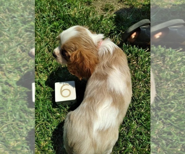 Medium Photo #3 Cavalier King Charles Spaniel Puppy For Sale in SCOTTVILLE, MI, USA