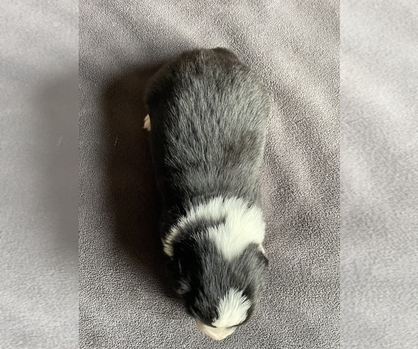 Medium Photo #3 Border Collie-Papillon Mix Puppy For Sale in CULPEPER, VA, USA