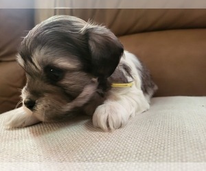 Zuchon Puppy for sale in FORT LAUDERDALE, FL, USA