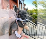 Small Photo #2 French Bulldog Puppy For Sale in Brossard, Quebec, Canada