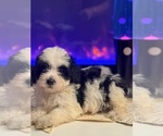 Image preview for Ad Listing. Nickname: Puppy