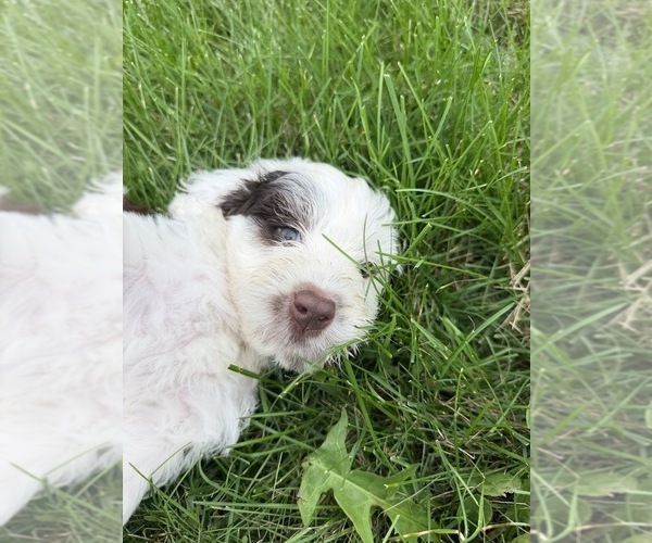 Medium Photo #4 Portuguese Water Dog Puppy For Sale in SWARTZ CREEK, MI, USA