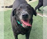 Small #4 Labrador Retriever