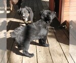 Small Photo #5 Australian Shepherd Puppy For Sale in SAN ANTONIO, TX, USA
