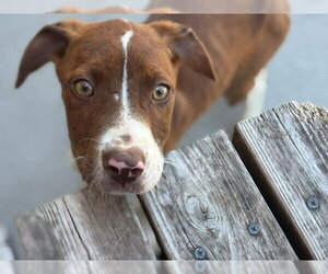 Mutt Dogs for adoption in Tulsa, OK, USA