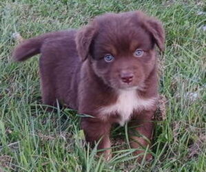 Miniature Australian Shepherd Puppy for sale in MILTON, WI, USA