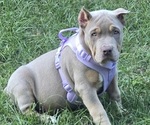 Athena - Female American Bully Puppy for Sale - Photo #6