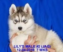 Small Photo #31 Siberian Husky Puppy For Sale in MANILLA, IA, USA