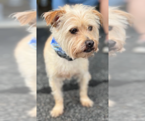 Benji in RI - Male Mutt Dog for Adoption - Photo #3