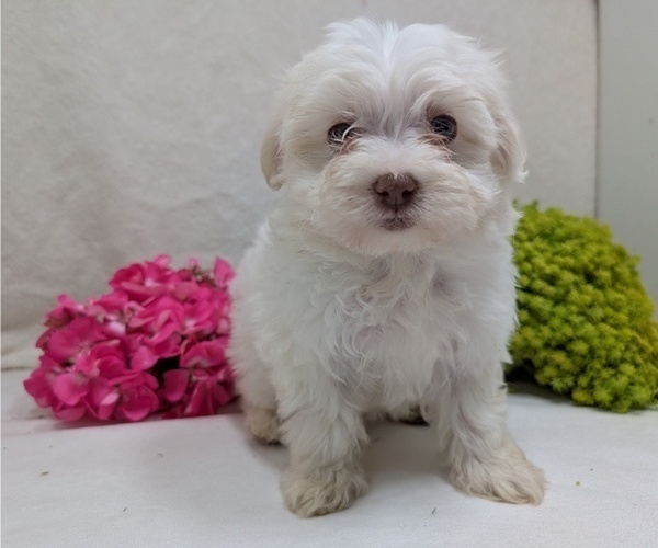 Medium Photo #17 Havanese Puppy For Sale in GOSHEN, IN, USA