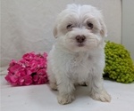 Small #16 Havanese