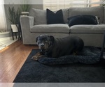Small Photo #1 Rottweiler Puppy For Sale in ELK GROVE, CA, USA