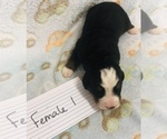 Small Photo #10 Bernese Mountain Dog Puppy For Sale in ATKINSON, NE, USA