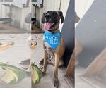 Small #4 Great Dane Mix