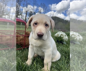 Labrador Retriever Puppy for sale in NEOLA, WV, USA