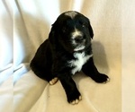 Small #1 Golden Mountain Dog