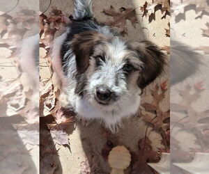 Beagle-Unknown Mix Dogs for adoption in Rustburg, VA, USA