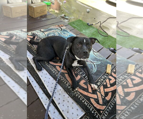 Medium Photo #3 American Staffordshire Terrier-Labrador Retriever Mix Puppy For Sale in Brewster, NY, USA