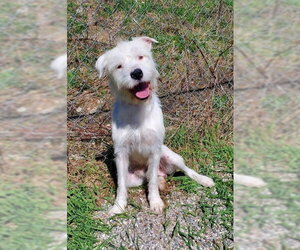Poodle (Standard) Dogs for adoption in Lake City, MI, USA