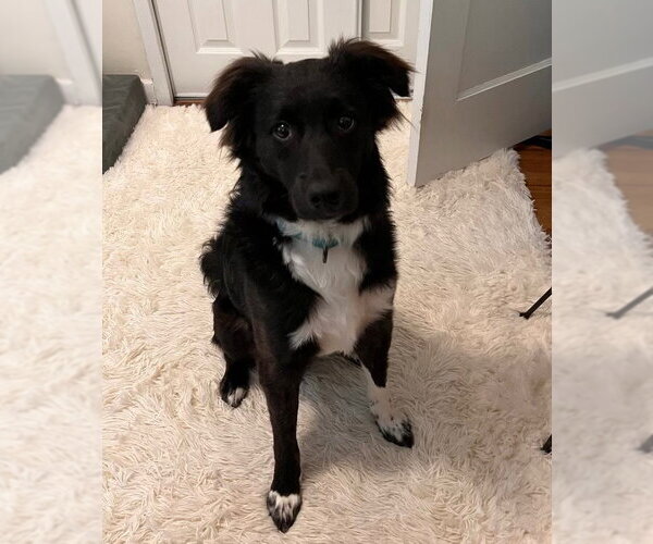 Medium Photo #1 Border Collie Puppy For Sale in Westminster, MD, USA