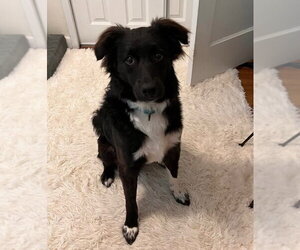 Border Collie Dogs for adoption in Westminster, MD, USA