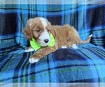 Small #2 Cavapoo (Miniature)