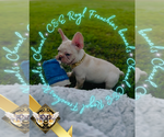 Small #4 French Bulldog