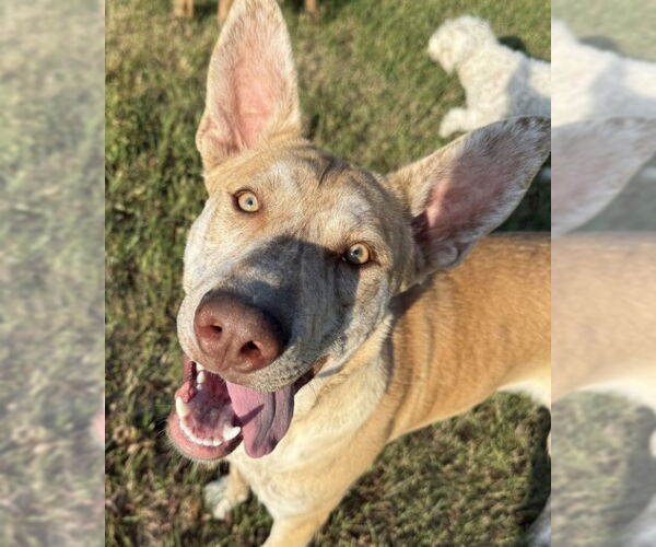 Medium Photo #2 Catahoula Leopard Dog-Labrador Retriever Mix Puppy For Sale in Calgary, Alberta, Canada